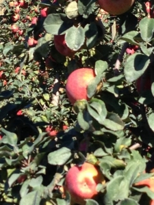 Tsugaru Apple Orchard